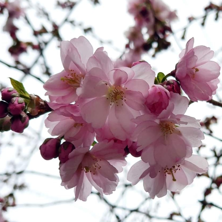 Cherry blossom. Photo: Pia Nordin