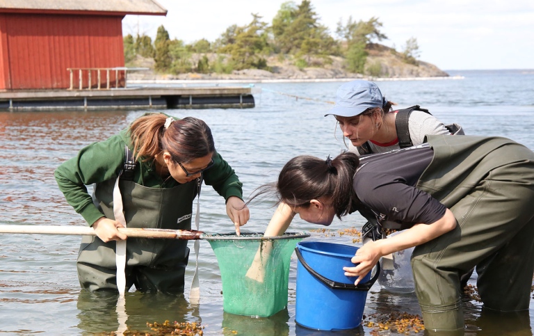 The students net for amphipods