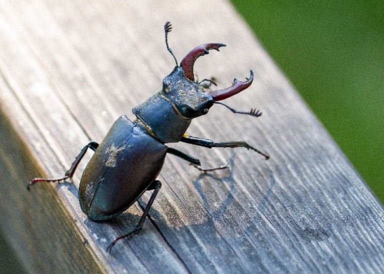 A Stag beetle on a wooden beam.