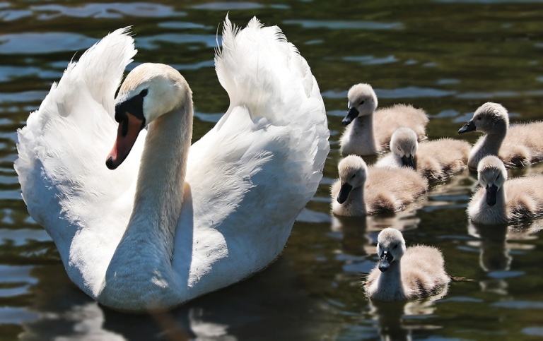 A swan family swimming