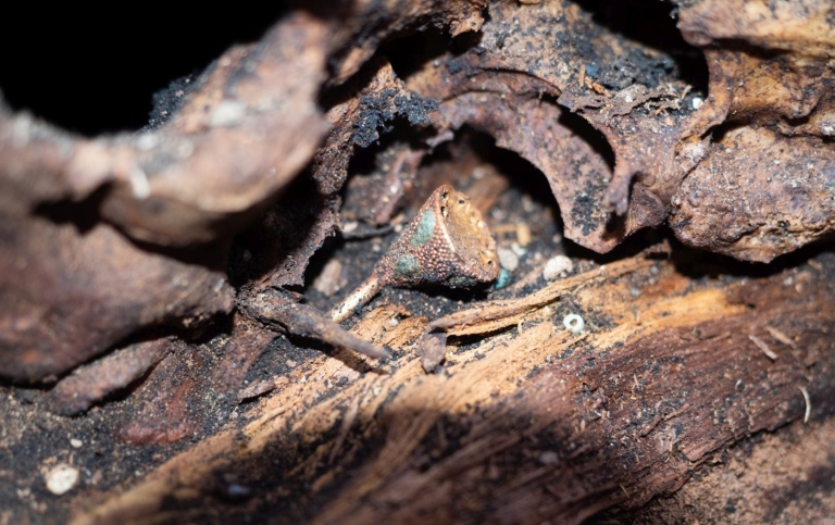 Inside the burial chamber in Chinge Tey: golden earrings of the old female in situ, a close up.