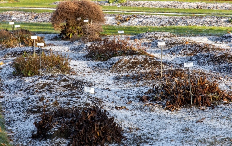 Rader av växter i vinterdvala under tunnt snötäcke. Växterna är skyltade.