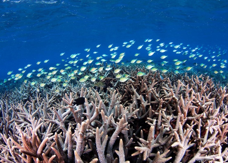 School of fish over a coral reef.