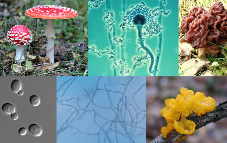 Kollage av bilder, bland annat en flugsvamp, en gul svamp på en gren och mikroskopibilder