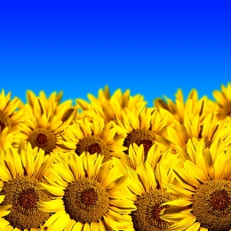Sunflower field and a bright blue sky. Photo: Sandra Matic, MostPhotos