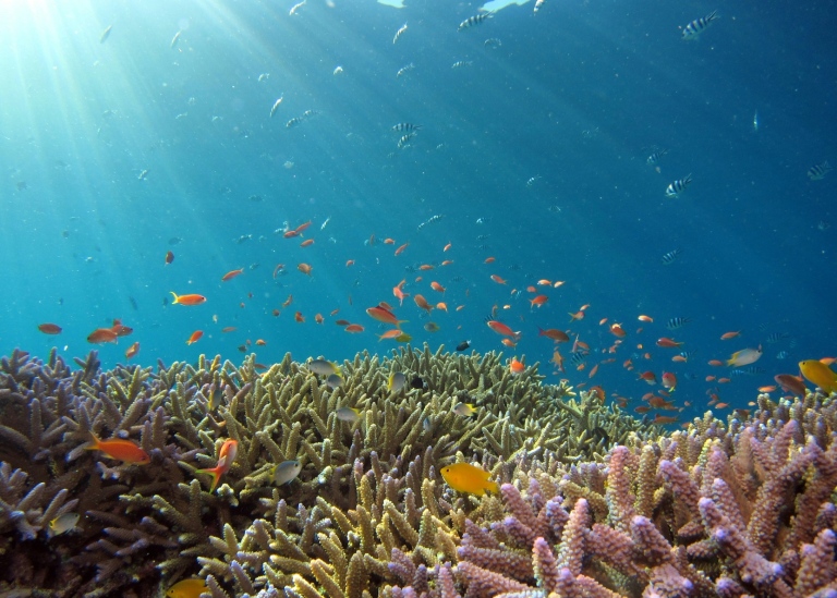 Korallrev med fisk i Okinawahavet utanför Japan