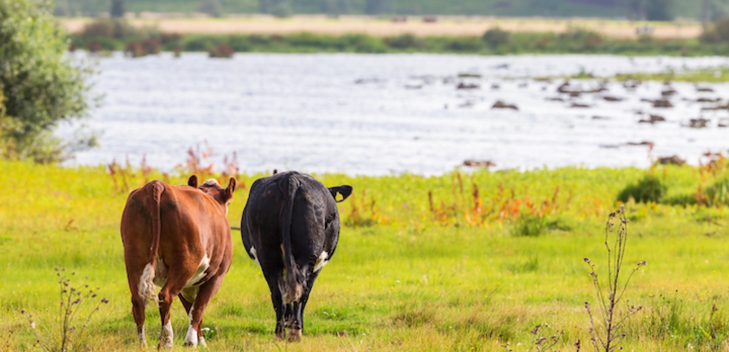 Cows walking in a riparian wetland