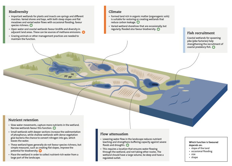 Illustrated overview of wetland types in a landscape