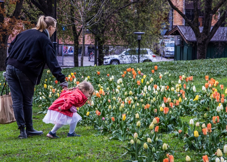 Flicka med sin mamma luktar på fält med tulpaner