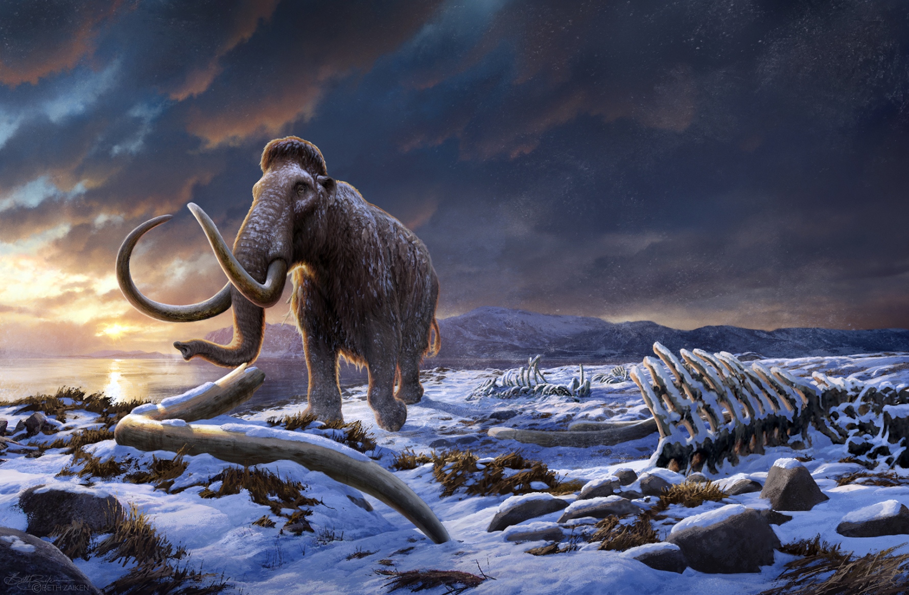 Uno studio svedese rivela gli ultimi tempi difficili vissuti dai mammut lanosi prima dell’estinzione