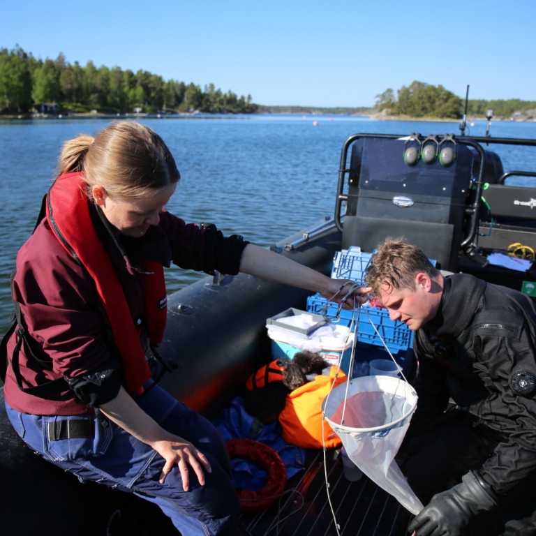 Jesper Ström och Sara Westerström provtar vattenkvalitet i viken med en planktonhåv