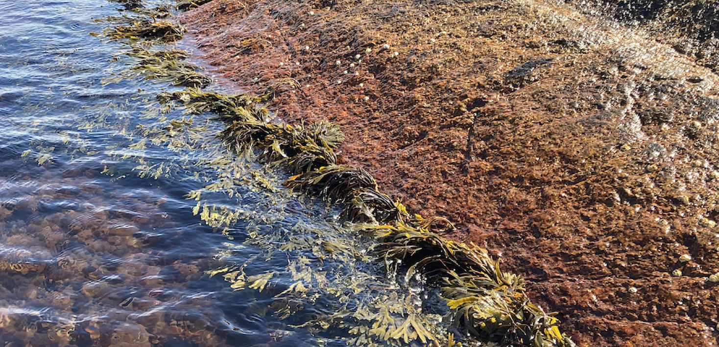 Bladderwrack by the Swedish west coast. Seen from the surface.