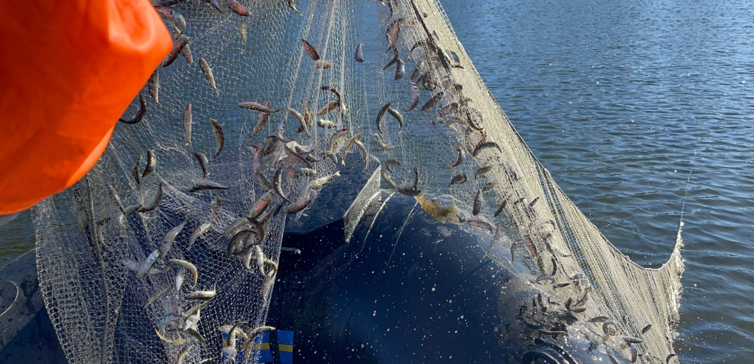 Fish net full of fish.
