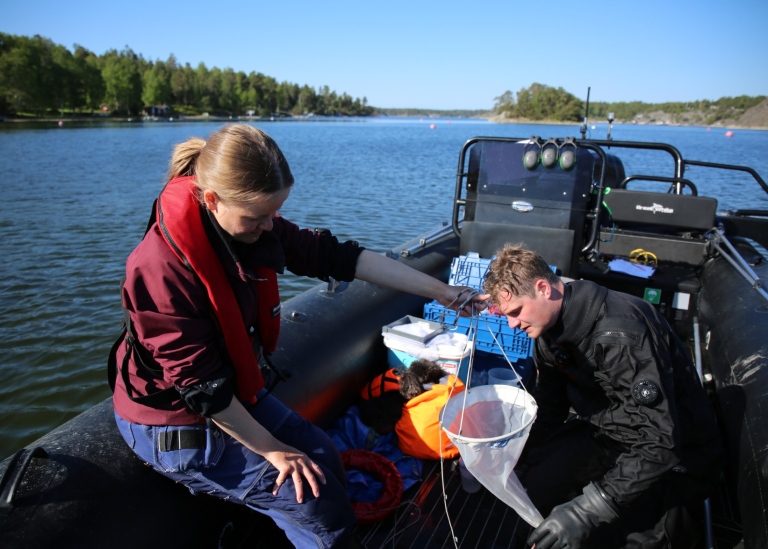 Researchers extract samples from a small plankton net, in a rib boat.