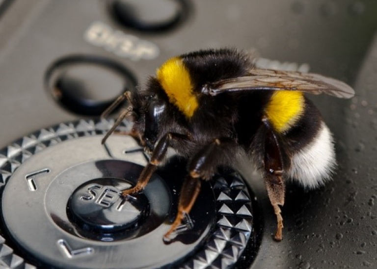 Bumblebee sitting on controls of a camera.