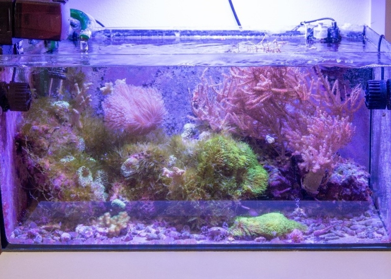 An aquarium full of corals lit up in blue light.