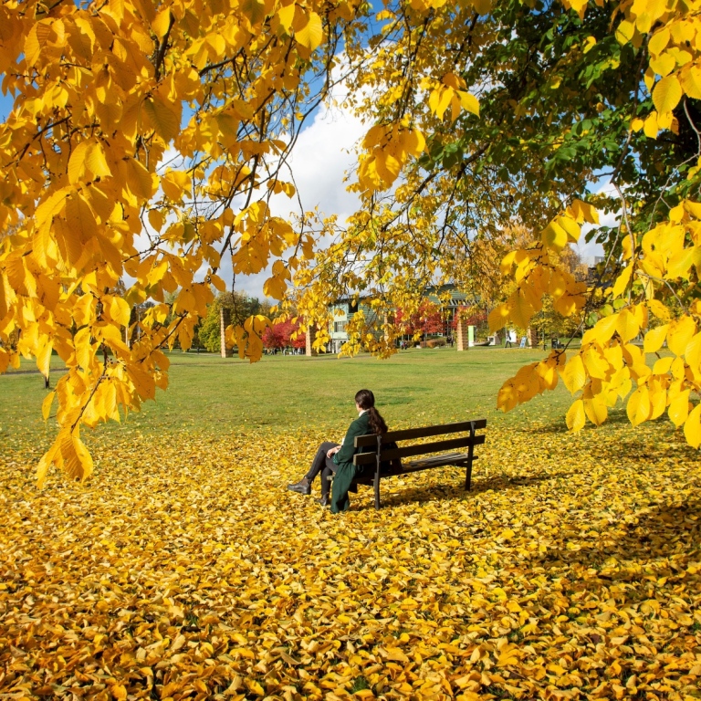 Person sitting on a bench on the campus green, surrounded by autumn foliage
