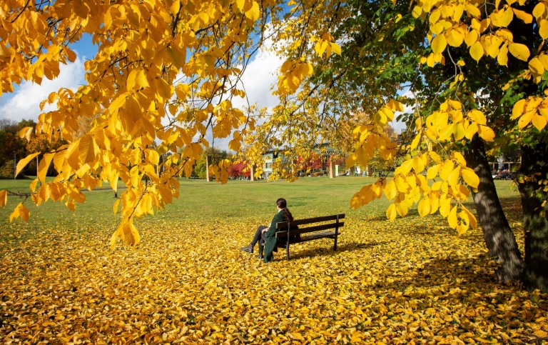 Person sitting on a bench on the campus green, surrounded by autumn foliage
