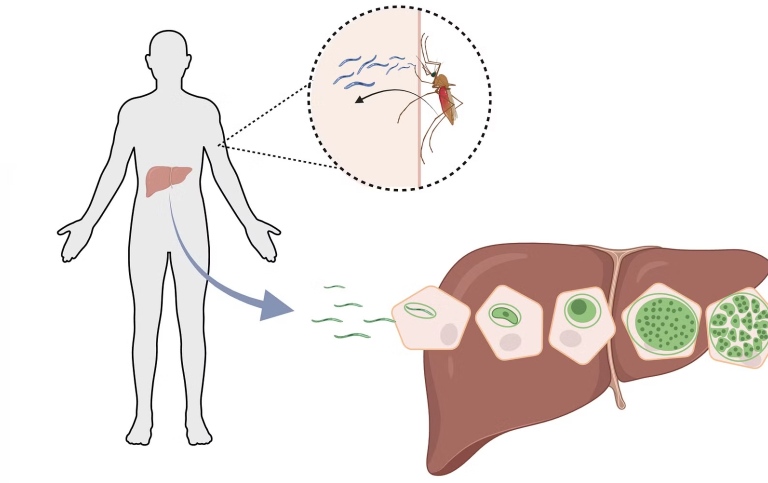 Illustration of how malaria parasites are transmitted.