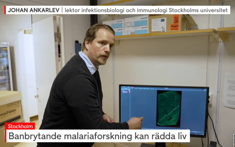 Screenshot från inslaget i TV4 2024-08-24. Johan Ankarklev berättar om sin malariaforskning.