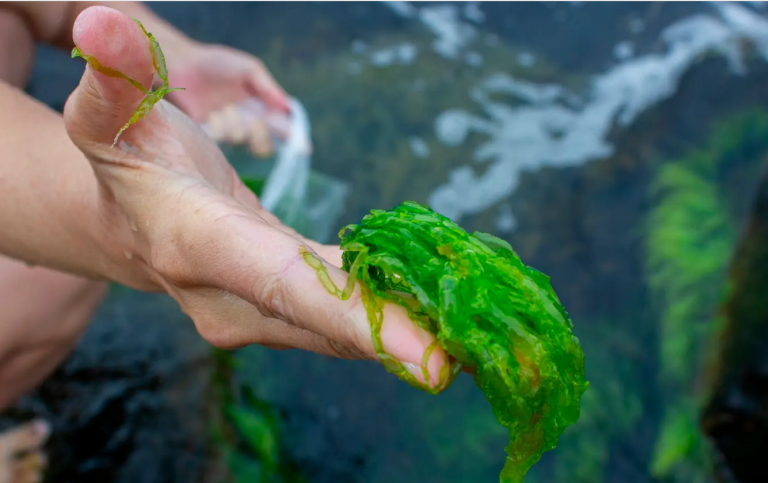 Ingela Ihrman, A Great Seaweed Day: Ulva intestinalis (2019). Dokumentation från fältarbete i Malmö.