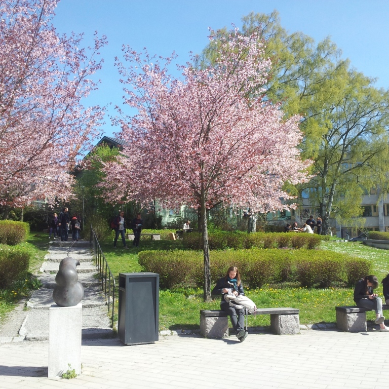 Körsbärsblom på campus