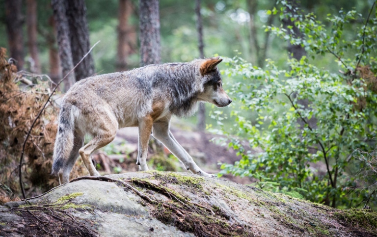 Varg på klippa i skog