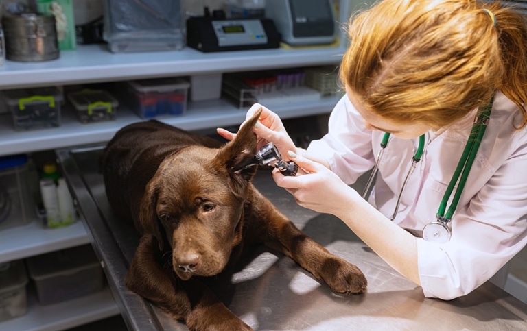 Foto: Volodymyr Melnyk / Mostphotos Veterinär undersöker hunds öron