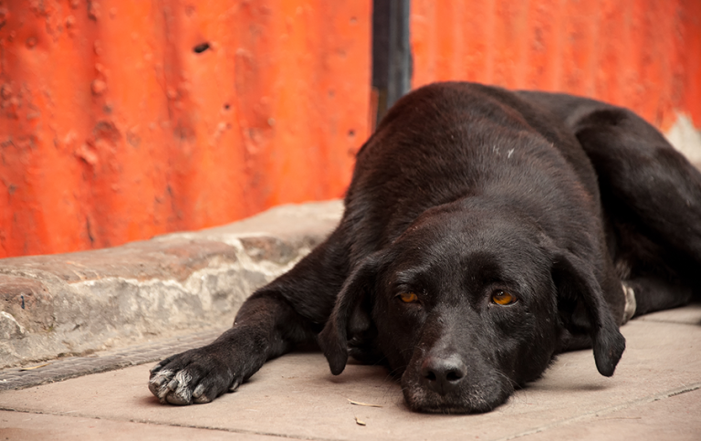 Foto: Jess Kraft / Mostphotos Labrador som ligger på marken.