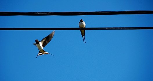 Swallows. Photo: Eira Nordström Källström, MostPhotos